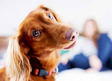Hela denna tematidning är en annons från OP Communication JANUARI 0 KÖPA HUND Dags att köpa hund?