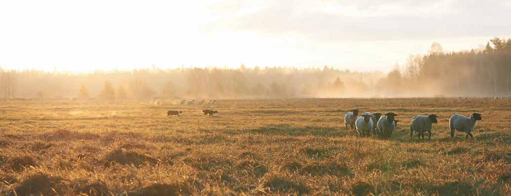 Här får du chansen att möta uppfödare och rasklubbar från hela Sverige som gärna berättar om sina hundar, deras unika egenskaper och fantastiska personligheter.