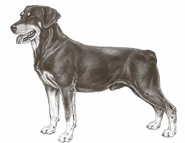 I framtiden vill de fem bli hundförare och de berättar att man får ha med sin hund till elevhemmet.