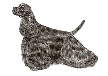 Men gymnasieperioden är inte bara fylld av hund.