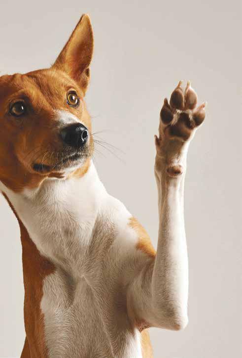 HUND- & KATTFODER Nu finns hund-och kattfoder på www.hooks.