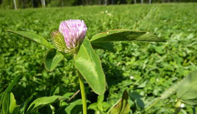 Gröngödslingsvall 54 /ha Vallen får avslutas kemiskt tidigast 1.9 och plöjas upp tidigast 1.