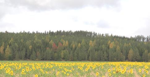 Mångfaldsåkrar 300 /ha Ängsväxter/växter för fältfåglar utsädesblandningen måste innehålla åtminstone rödven, fårsvingel eller hårdsvingel samt minst en flerårig ängsväxt: ängsklocka, vitblära,