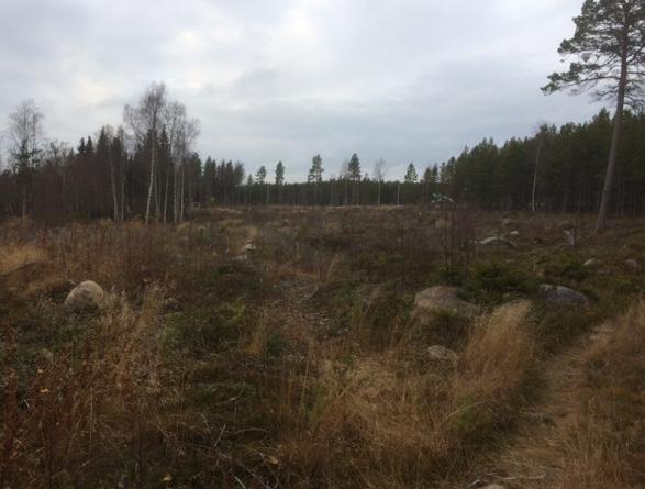 Inom planområdet bedöms det inte finnas stadigvarande eller tillfälliga bullerkällor till vilka hänsyn skulle behöva tas i en detaljplan.