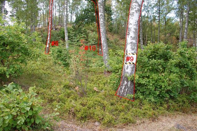 18 Det finns inget träd 7. Det visade sig vara en felmarkering.