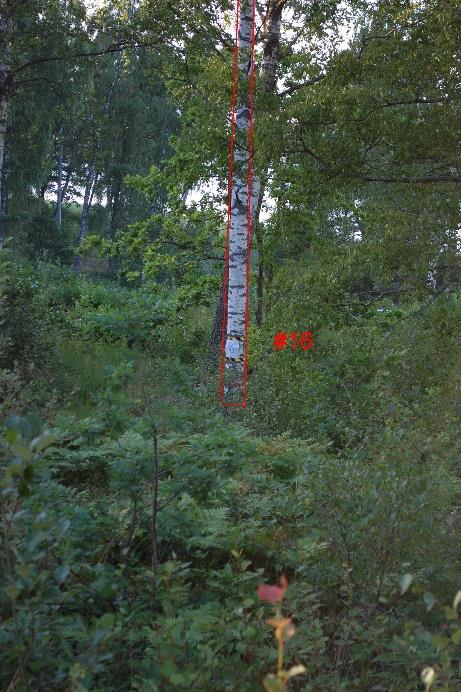 Mellan vägen och