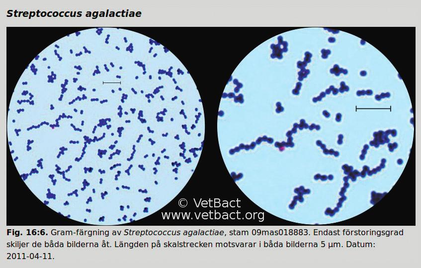 och lagts in för ett stort antal bakterier som finns med i databasen. Även i samnya DELAR AV VETBACT band med detta arbete har informatioen blogg nen på bakteriesidorna uppdaterats.
