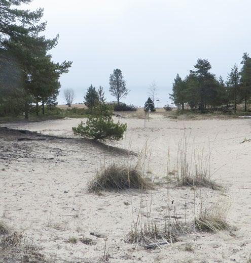 SAMMANFATTNING JÄVRE Sammanfattning Förslag Verksamhetsområde för ställplats och utökas (LIS-område). riktlinjer Jävre Målbild Jävre Jävre är en aktiv ort med läge mellan Piteå och Skellefteå.