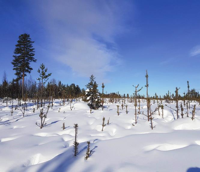 Viltet påverkat av snörik vinter Årets snörika vinter ställer till det inte bara för skogsbruket, utan även för många viltarter.