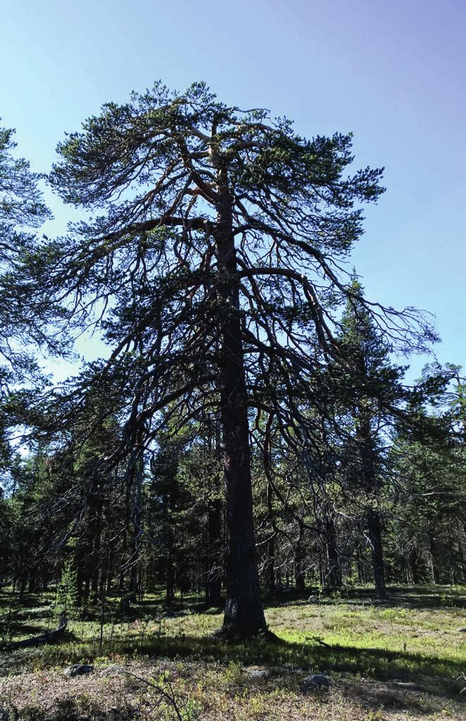 Vill du bevara skog? Du som skogsägare kan själv föreslå att områden med höga naturvärden i din skog ska få ett formellt skydd.