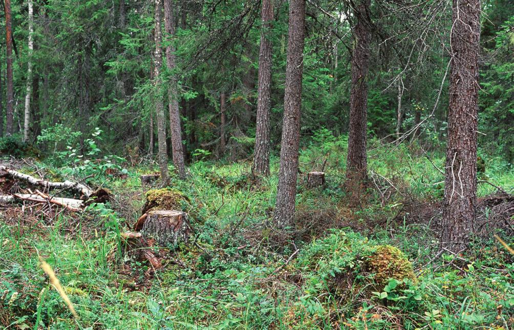 Hyggesfritt skogsbruk Hyggesfritt skogsbruk bidrar till skog med variation och kan vara ett lämpligt alternativ för skogsägare som inte vill skapa hyggen på fastigheten.