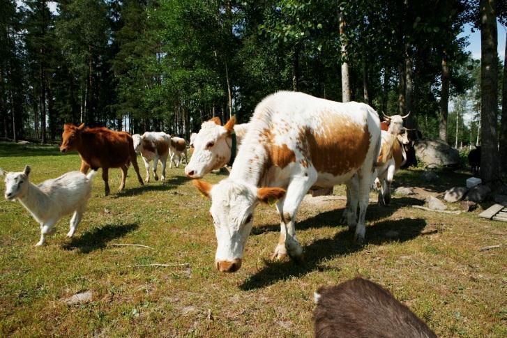 Skötsel av jordbruksnaturens mångfald och landskapet Vårdbiotoper och naturbeten: en och samma ansökan om avtal fylls i Naturbete: bete som inte utgör åker kan inte klassas som vårdbiotop natur-