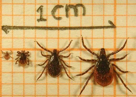 Tick-borne encephalitis virus Ett RNA-virus tillhörande gruppen Flavivirus (West Nile