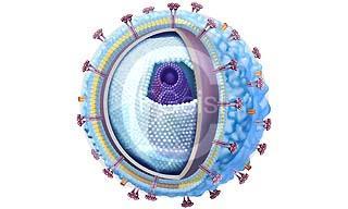 borne viruses), smittas via bett av mygga eller fästing Tre subtyper av TBEv, Far