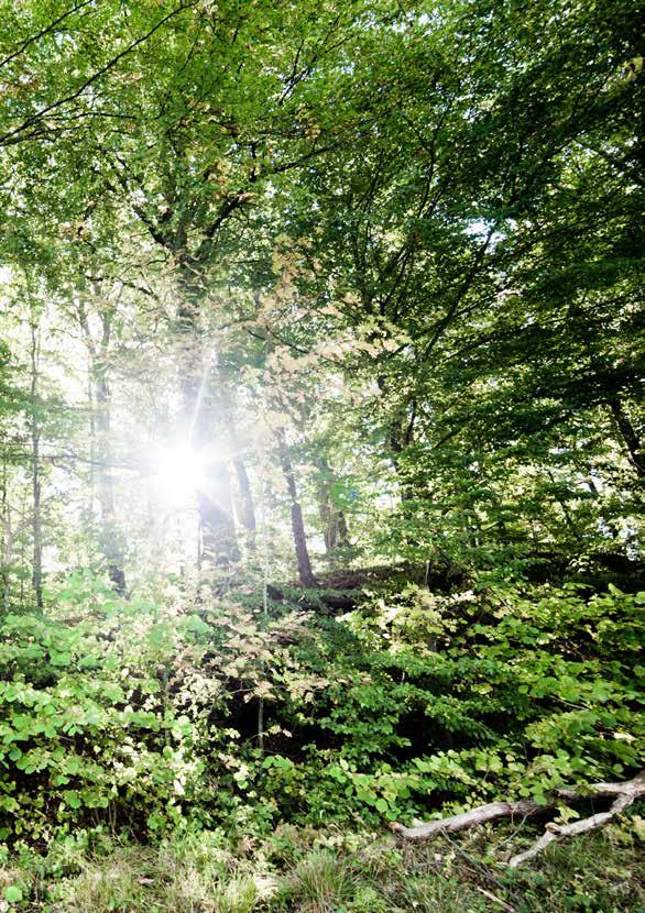 Söndag 8 oktober Åkulla Outdoor Missa inte första upplagan av Åkulla Outdoor, en friluftsfestival med vår vackra bokskog som scen. Det kommer finnas prova-på-aktiviteter för hela familjen.