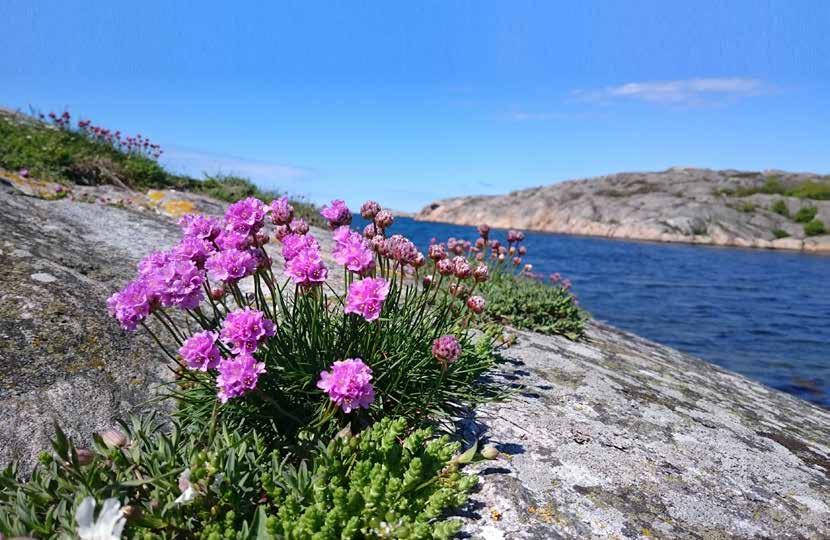 Avsändare: musikskolan.se Ekelunden 20 475 32 Öckerö Möt oss på Bokmässan! Om du kommer till Bokmässan i Göteborg 27-30 september 2018 vore det roligt att träffas.