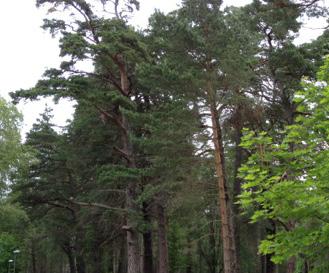 Tilläggsfaktorer grönska och biologisk mångfald BUSKAR GENERELLT 0,2 Buskar bidrar till att skapa olika skikt i höjdled i vegetationen, vilket är viktigt både för biologisk mångfald, svalka och