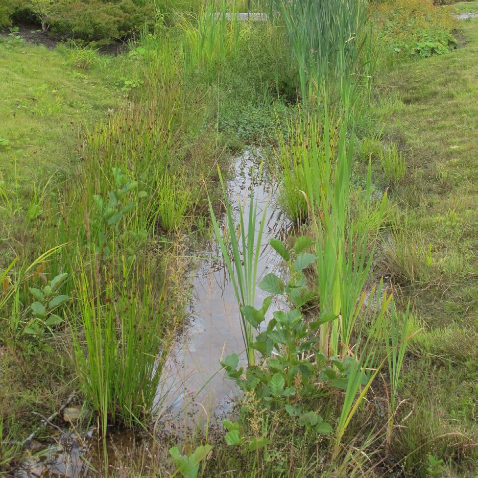 Tilläggsfaktorer vatten och biodiversitet VÄXTLIGHET I DAMMAR 1,0 Dagvattendammar med växtlighet är värdefulla biotoper för många djur. Växtligheten utgör en viktig del av vattnets kretslopp.