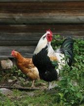 ÄGG Ekologi är i vissa fall det enda alternativet!