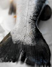 Därför är det viktigt att de som inte äter kött ser till att förse kroppen med proteiner med hjälp av andra livsmedel som till exempel bönor och andra baljväxter.