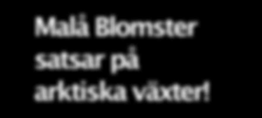 Malå Blomster satsar på arktiska växter!