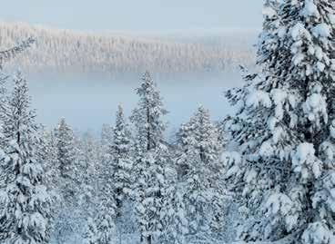 se vår tjänst där du hittar allt du behöver för att enkelt sköta din skog och dina skogsaffärer var du än befinner dig! Hör av dig så berättar vi mer! karminkom.
