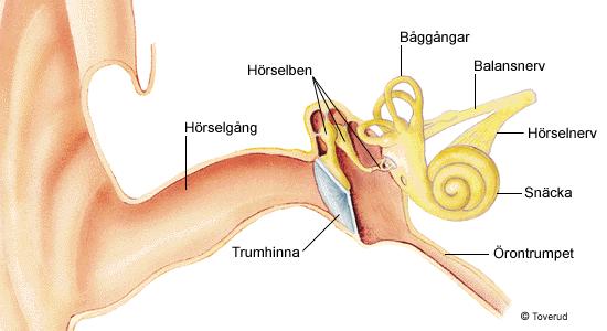 Örat är sannolikt det organ som oftast skadas vid dykning.