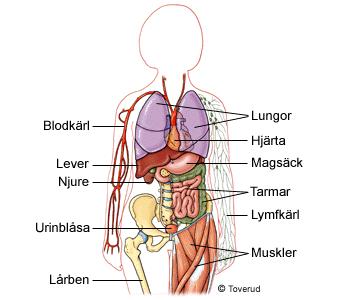 Alla livsviktiga organ finns i bålen och