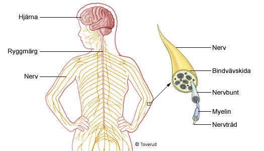 Nervsystemet styr och kontrollerar alla funktioner.