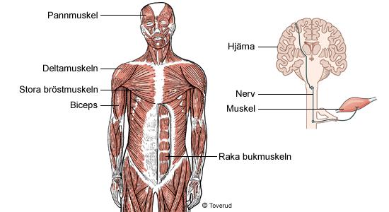 Thorax (bröstkorg) och bukhålan omsluts av en