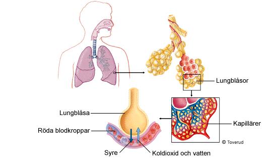 Genom lungorna tillförs oxygen för förbränning av föda och avskiljning av restprodukten koldioxid.