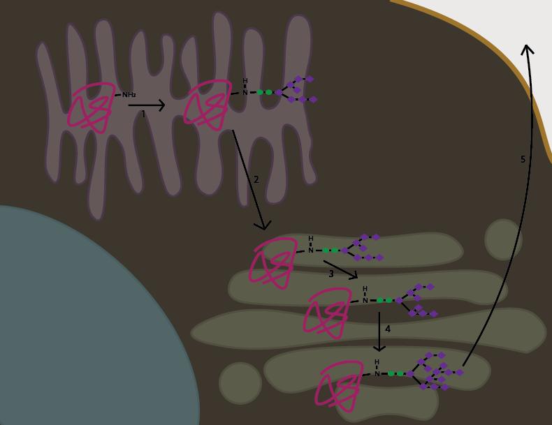 Figur 2. Schematisk bild över ett proteins process vid N-länkad glykosylering (Puxbaum et al. 2015).