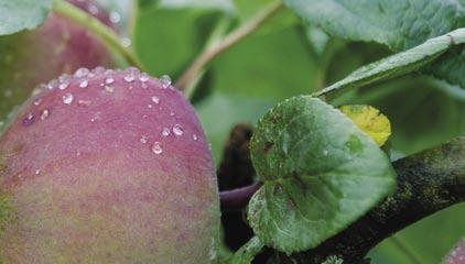 är följande: En växthusodlad tomat från svenska producenter kan vara mer klimatbelastande än en friväxande tomat från Spanien även om de spanska tomaterna behövt transporteras till Sverige.