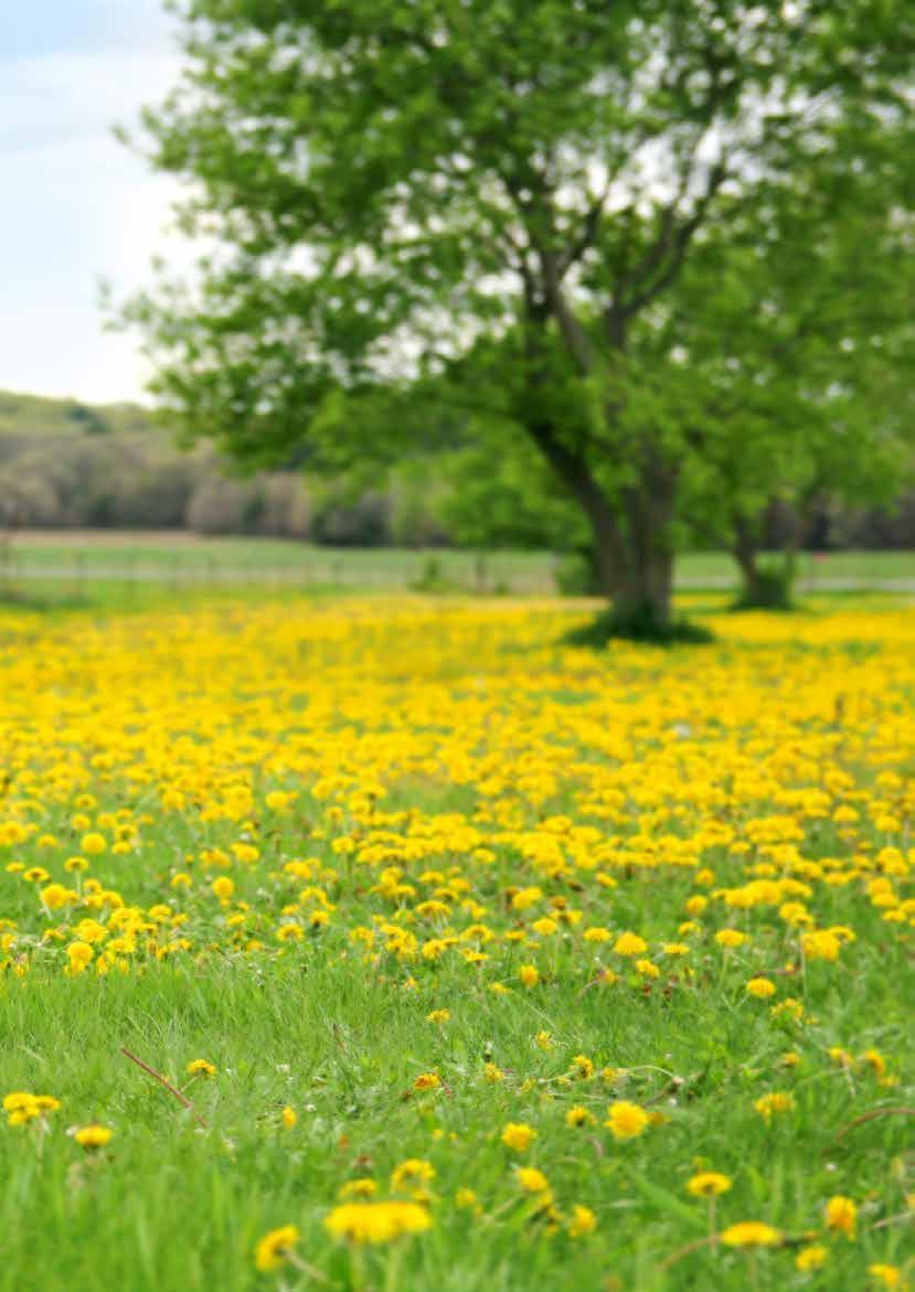 4. Levande landsbygd Vi strävar efter en levande landsbygd där våra riktade satsningar stärker en framtid för en blomstrande närproduktion för kommunen.