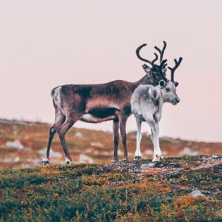 FÖR LIVET