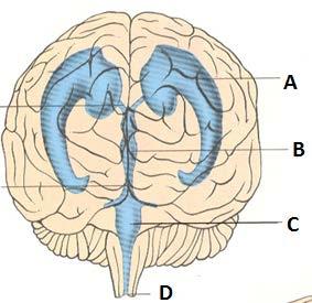 DEL 2 Nervsystemet och skallen (25,5 p) 1. Vilka är de viktigaste dura duplikationerna (där dura mater bildar veck) och var ligger dessa? (3 p) 2. Vad heter det utrymme där cerebrospinalvätskan finns?