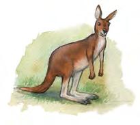 16. En jättekänguru är 1,80 m lång. Maja är 143 cm lång. (2/0/0) Hur mycket längre är kängurun? 17.