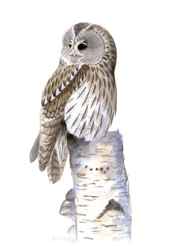 Kattuggla Strix aluco Vintertagging Irpicodon pendulus granar och en hel del lövträd.