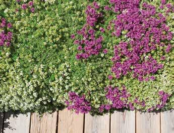 Gröna innergårdar & takträdgårdar Vikt kg/m² vattenmättad Vattenhållande förmåga l/m² 9 50< >00 SE UPPBYGGNAD FÖR PERENNER I NATURLIG STORLEK Veg Techs bjälklagsjord: 00 mm Veg Techs perennmattor med