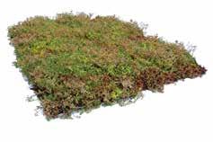 Läs mer i avsnittet om Plantor för markmiljöer. DLAT AV OODLAT AV FÄRDIG ÄNGSMATTA Låt naturen flytta in på gården/taket!