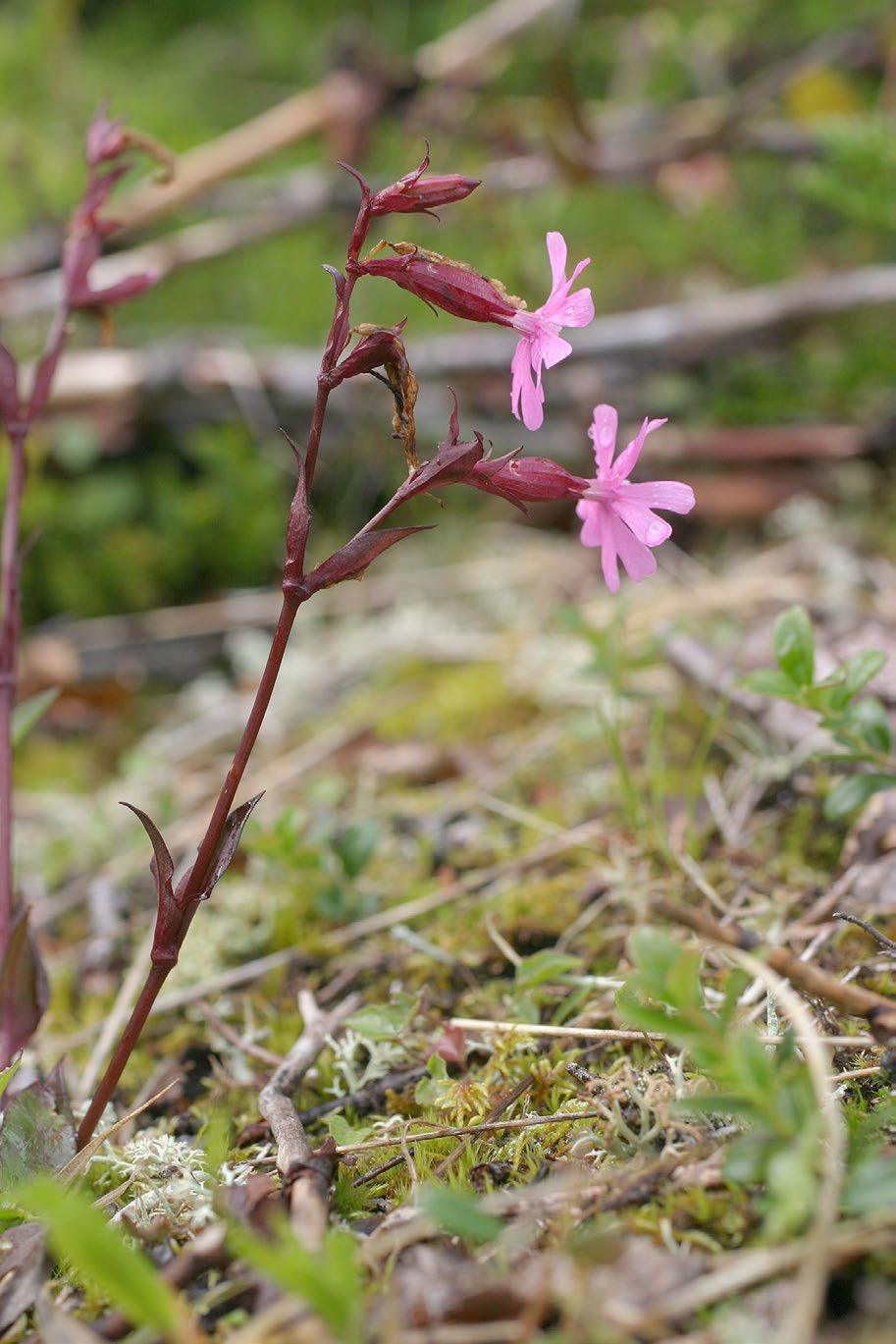 Kal rödblära Silene dioica var smithii.