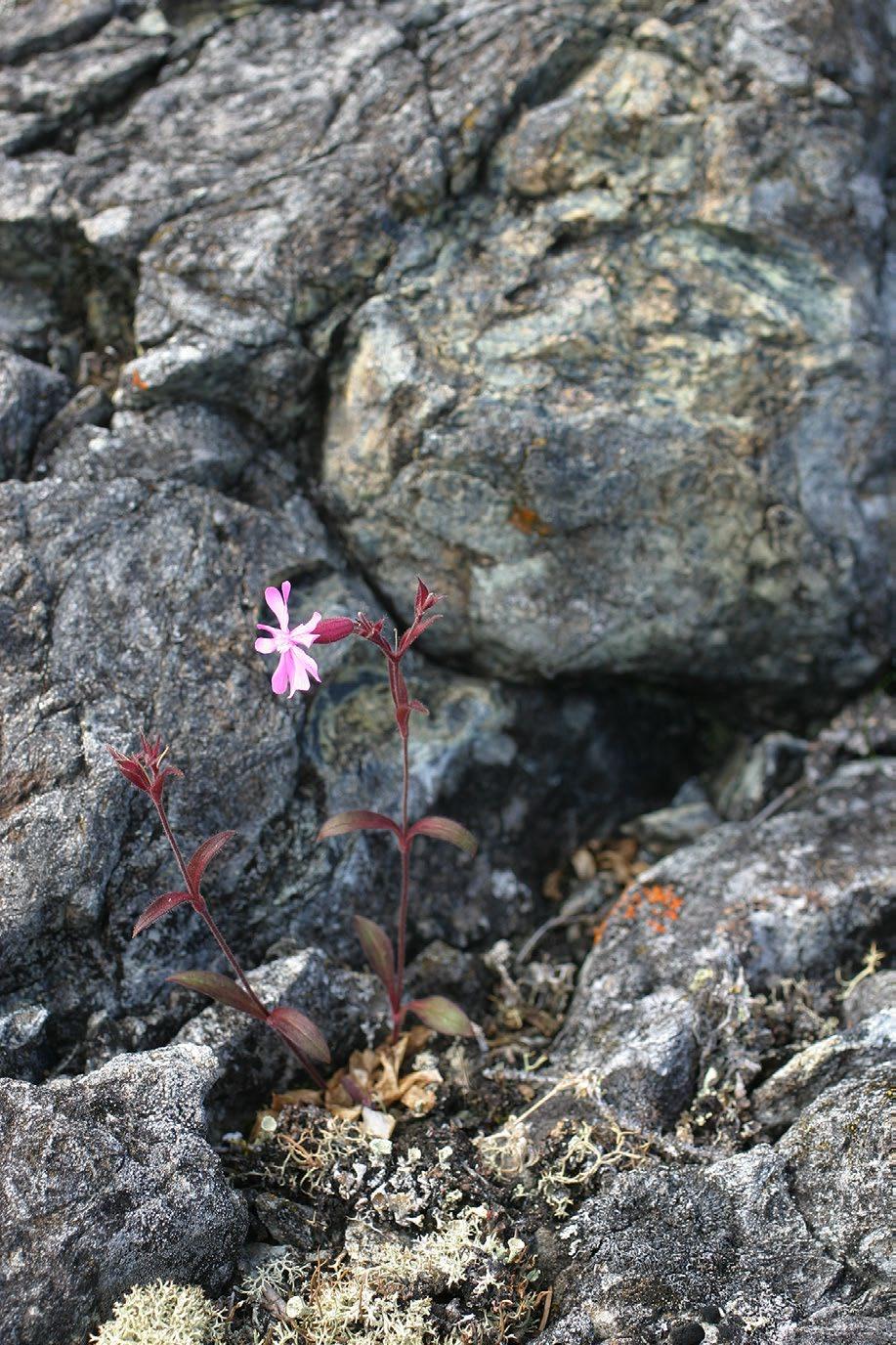 serpentinicola.