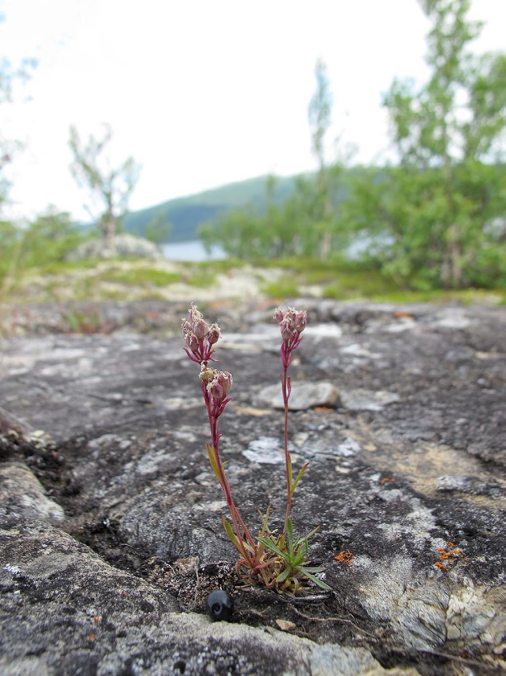 (7263444, 1483527), Ön Gammgårdsberget, tidigare Rönnbäcksuddens sydspets (7264689, 1482917), Brandbergen, mellan Rödingstjärnarna (7266622, 1483065), Rövattsliden, SV om Mosekälla (7289955,