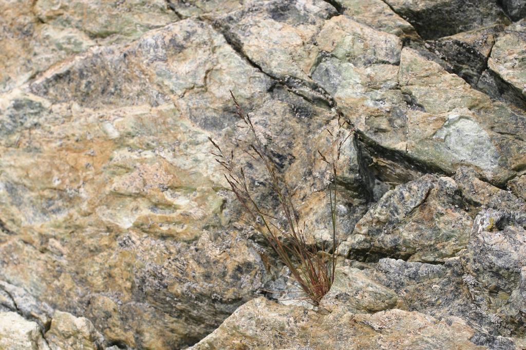 Nordsaltgräs Puccinellia nutkaënsis.