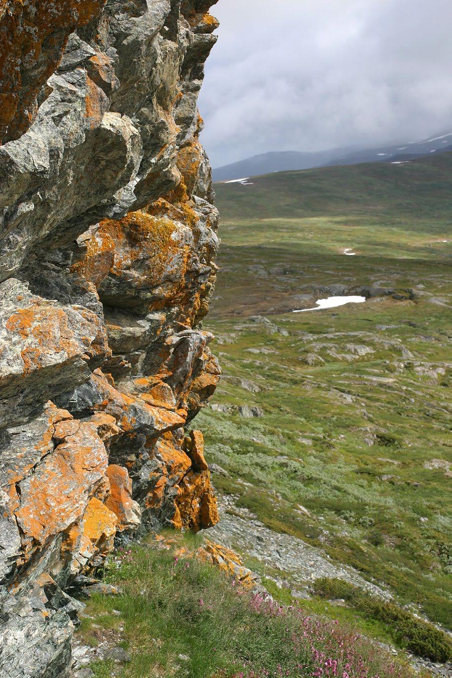 Redan på 1970-talet blev det känt att serpentinen på Rönnbäcksnäset innehöll höga halter av nickel, men på den tiden var inte mineralpriserna så höga att det var lönsamt att starta en brytning.