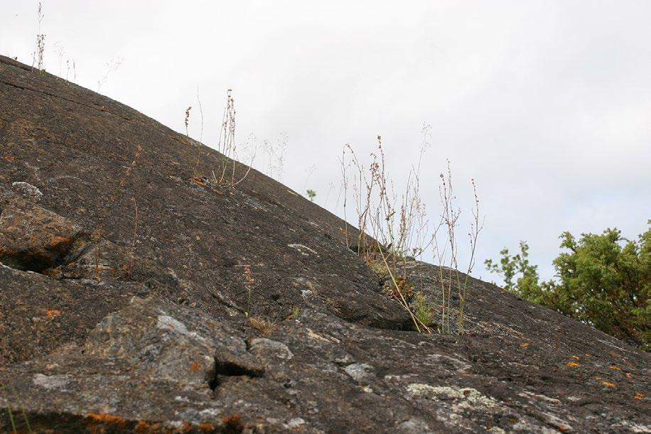 Grusnarv Arenaria humifusa har sina enda lokaler i Tärnabyområdet vid Guorte. Foto: Hans Gardfjell egna erfarenheter i fält.