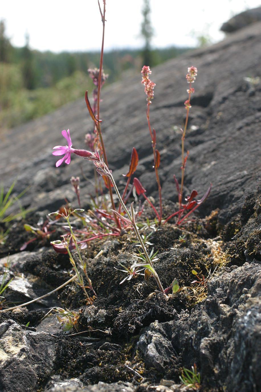 serpentinicola och smal ängssyra Rumex acetosa var. serpentinicola. Foto: Mora Aronsson Växer som enbart är hittade på serpentin Smal ängssyra Rumex acetosa var. serpentinicola Nära hotad (NT).