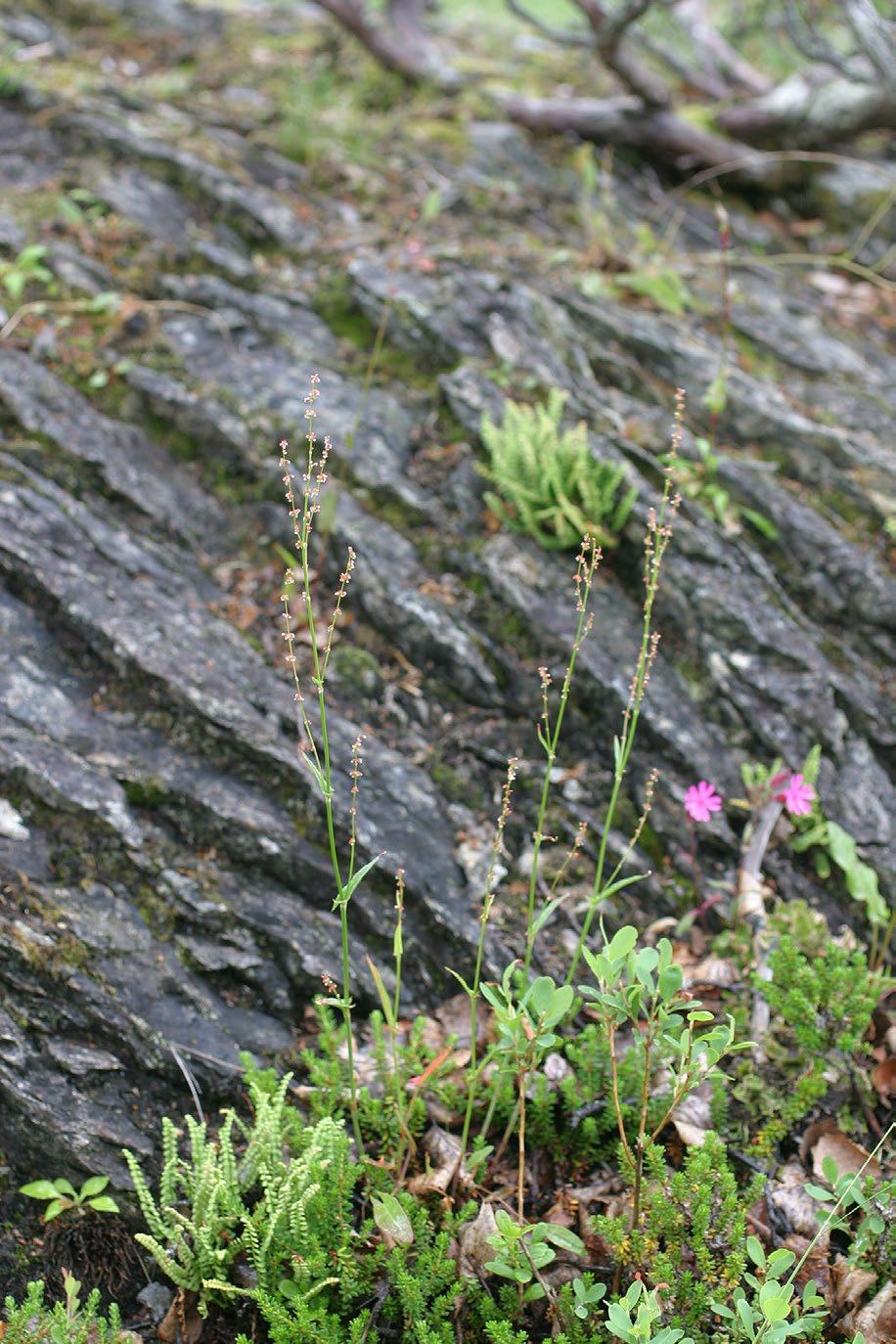 Smal ängssyra Rumex acetosa var. serpentinicola. Foto: Mora Aronsson Fyndlokaler där smal ängssyra har påträffats. nedvikt kant som andra former saknar.