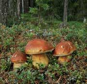 i kommande program för Fallens dag i Huskvarna. Kontakt: Erik Lindfelt, Ryno Andersson Arrangör: Biosfärområde Östra Vätterbranterna Onsdag 29 augusti kl. 18.
