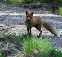 Ekodukten förväntas användas av rådjur, älg, dovhjort och vildsvin som alla finns i närområdet.